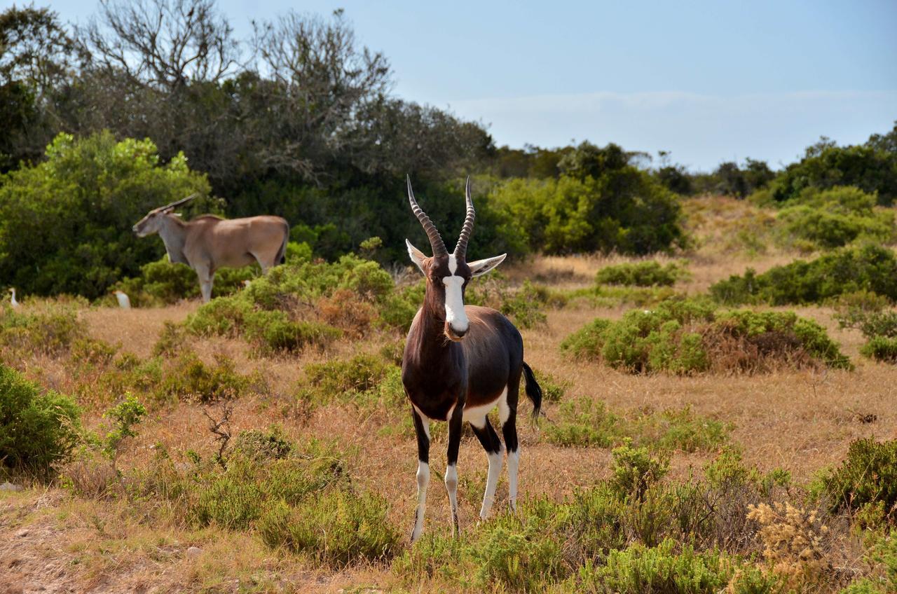 De Hoop Collection Suites De Hoop Nature Reserve Exterior photo